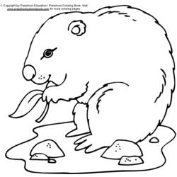 Dibujo para colorear: Marmota (Animales) #10899 - Dibujos para Colorear e Imprimir Gratis