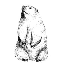 Dibujo para colorear: Marmota (Animales) #10910 - Dibujos para Colorear e Imprimir Gratis