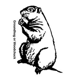 Dibujo para colorear: Marmota (Animales) #10921 - Dibujos para Colorear e Imprimir Gratis