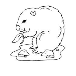 Dibujo para colorear: Marmota (Animales) #10935 - Dibujos para Colorear e Imprimir Gratis
