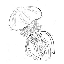 Dibujo para colorear: Medusa (Animales) #20397 - Dibujos para Colorear e Imprimir Gratis