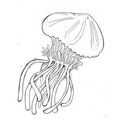 Dibujo para colorear: Medusa (Animales) #20451 - Dibujos para Colorear e Imprimir Gratis