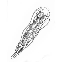 Dibujo para colorear: Medusa (Animales) #20506 - Dibujos para Colorear e Imprimir Gratis