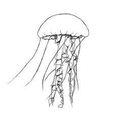 Dibujo para colorear: Medusa (Animales) #20559 - Dibujos para Colorear e Imprimir Gratis