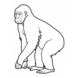 Dibujo para colorear: Mono (Animales) #14196 - Dibujos para Colorear e Imprimir Gratis