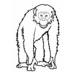 Dibujo para colorear: Mono (Animales) #14220 - Dibujos para Colorear e Imprimir Gratis