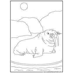 Dibujo para colorear: Morsa (Animales) #16568 - Dibujos para Colorear e Imprimir Gratis