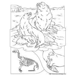 Dibujo para colorear: Morsa (Animales) #16606 - Dibujos para Colorear e Imprimir Gratis