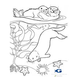 Dibujo para colorear: Nutria (Animales) #10645 - Dibujos para Colorear e Imprimir Gratis