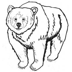 Dibujo para colorear: Oso (Animales) #12244 - Dibujos para Colorear e Imprimir Gratis