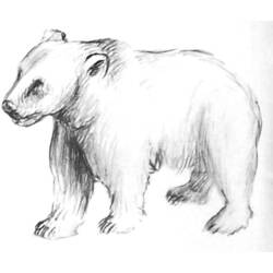 Dibujo para colorear: Oso (Animales) #12299 - Dibujos para Colorear e Imprimir Gratis