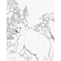 Dibujo para colorear: Oso (Animales) #12314 - Dibujos para Colorear e Imprimir Gratis