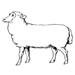 Dibujo para colorear: Oveja (Animales) #11452 - Dibujos para Colorear e Imprimir Gratis
