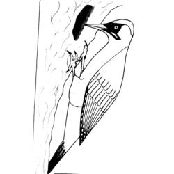 Dibujo para colorear: Pájaro carpintero (Animales) #16671 - Dibujos para Colorear e Imprimir Gratis