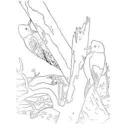 Dibujo para colorear: Pájaro carpintero (Animales) #16681 - Dibujos para Colorear e Imprimir Gratis