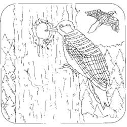 Dibujo para colorear: Pájaro carpintero (Animales) #16683 - Dibujos para Colorear e Imprimir Gratis