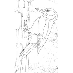 Dibujo para colorear: Pájaro carpintero (Animales) #16717 - Dibujos para Colorear e Imprimir Gratis