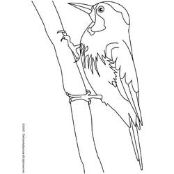 Dibujo para colorear: Pájaro carpintero (Animales) #16722 - Dibujos para Colorear e Imprimir Gratis