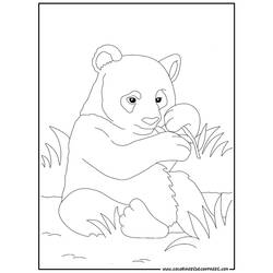Dibujo para colorear: Panda (Animales) #12488 - Dibujos para Colorear e Imprimir Gratis