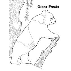 Dibujo para colorear: Panda (Animales) #12508 - Dibujos para Colorear e Imprimir Gratis