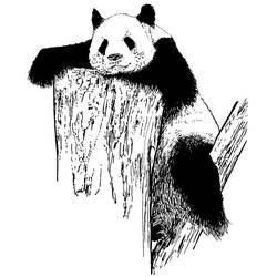 Dibujo para colorear: Panda (Animales) #12625 - Dibujos para Colorear e Imprimir Gratis