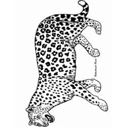 Dibujo para colorear: Pantera (Animales) #15520 - Dibujos para Colorear e Imprimir Gratis
