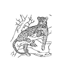 Dibujo para colorear: Pantera (Animales) #15566 - Dibujos para Colorear e Imprimir Gratis