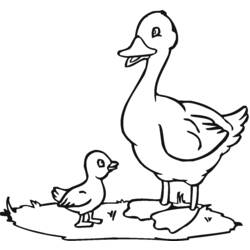 Dibujo para colorear: Pato (Animales) #1442 - Dibujos para Colorear e Imprimir Gratis