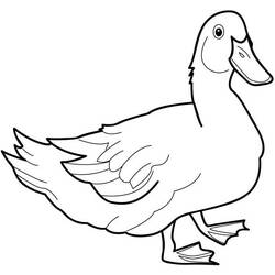 Dibujo para colorear: Pato (Animales) #1452 - Dibujos para Colorear e Imprimir Gratis