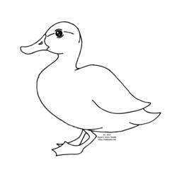 Dibujo para colorear: Pato (Animales) #1455 - Dibujos para Colorear e Imprimir Gratis