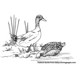 Dibujo para colorear: Pato (Animales) #1491 - Dibujos para Colorear e Imprimir Gratis