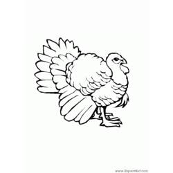 Dibujo para colorear: Pavo (Animales) #5330 - Dibujos para Colorear e Imprimir Gratis