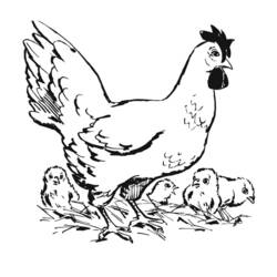 Dibujo para colorear: Pollo (Animales) #17328 - Dibujos para Colorear e Imprimir Gratis