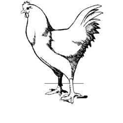 Dibujo para colorear: Pollo (Animales) #17351 - Dibujos para Colorear e Imprimir Gratis
