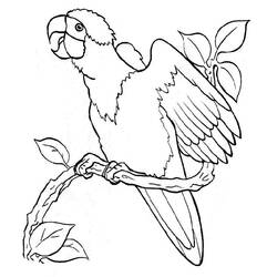 Dibujo para colorear: Pollo (Animales) #17402 - Dibujos para Colorear e Imprimir Gratis