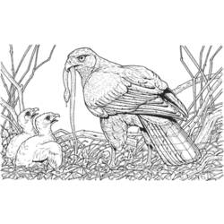 Dibujo para colorear: Polluelos (Animales) #20360 - Dibujos para Colorear e Imprimir Gratis