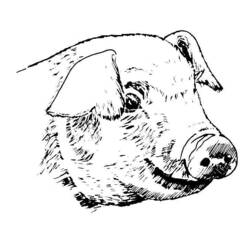 Dibujo para colorear: Puerco (Animales) #17751 - Dibujos para Colorear e Imprimir Gratis