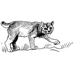 Dibujo para colorear: Puma (Animales) #4421 - Dibujos para Colorear e Imprimir Gratis
