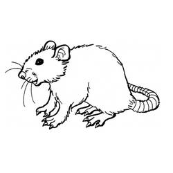 Dibujo para colorear: Rata (Animales) #15162 - Dibujos para Colorear e Imprimir Gratis