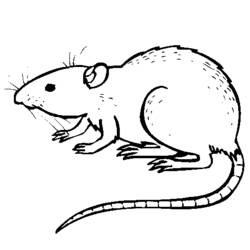 Dibujo para colorear: Rata (Animales) #15164 - Dibujos para Colorear e Imprimir Gratis