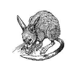 Dibujo para colorear: Rata (Animales) #15182 - Dibujos para Colorear e Imprimir Gratis