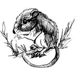 Dibujo para colorear: Rata (Animales) #15190 - Dibujos para Colorear e Imprimir Gratis