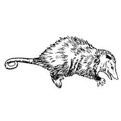 Dibujo para colorear: Rata (Animales) #15254 - Dibujos para Colorear e Imprimir Gratis