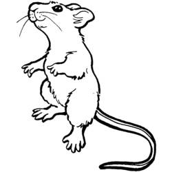 Dibujo para colorear: Ratón (Animales) #13953 - Dibujos para Colorear e Imprimir Gratis