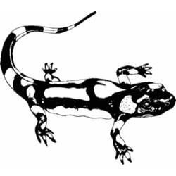 Dibujo para colorear: Salamandra (Animales) #19889 - Dibujos para Colorear e Imprimir Gratis