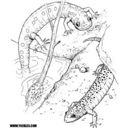 Dibujo para colorear: Salamandra (Animales) #19890 - Dibujos para Colorear e Imprimir Gratis