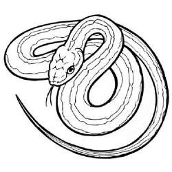 Dibujo para colorear: Serpiente (Animales) #14361 - Dibujos para Colorear e Imprimir Gratis