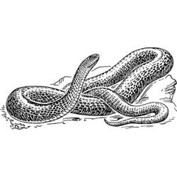 Dibujo para colorear: Serpiente (Animales) #14378 - Dibujos para Colorear e Imprimir Gratis