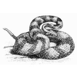 Dibujo para colorear: Serpiente (Animales) #14454 - Dibujos para Colorear e Imprimir Gratis