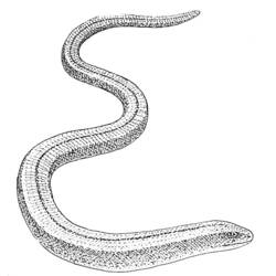 Dibujo para colorear: Serpiente (Animales) #14468 - Dibujos para Colorear e Imprimir Gratis